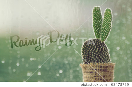 cactus on a rainy day with water drop at window background. drops of rain on window glass background. 62478729