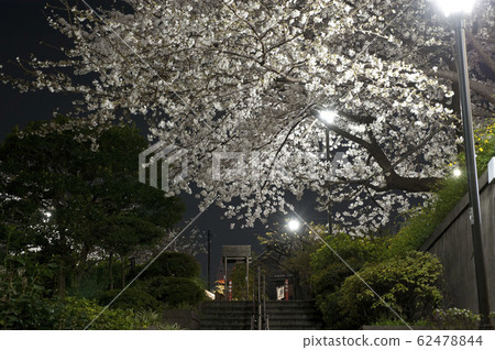 御茶之水公園的夜櫻花 御茶之水公園的夜櫻花 62478844