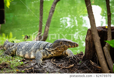 Water monitor(Varanus salvator) in Lumphini Park,Bangkok,Thailan 62478970