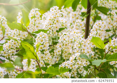 White flowers blooming bird cherry. 62479351
