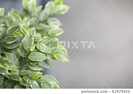 Decorative plant with green leaves over gray Decorative plant with green leaves over gray 62479420