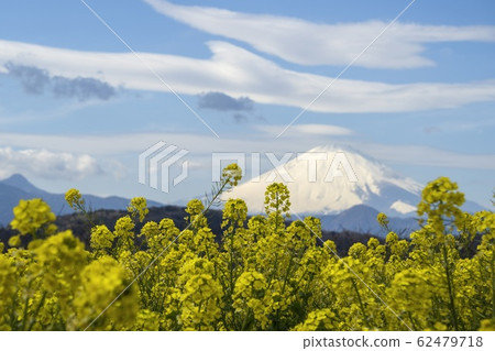 Landscape of Nanohana and Mt. Fuji / Azumayama Park 62479718