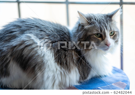 <Cat> Norwegian Forest Cat <Cat> Norwegian Forest Cat 62482044