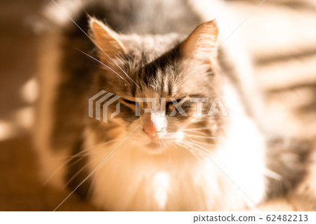 Norwegian Forest Cat snoozes in the sun 62482213