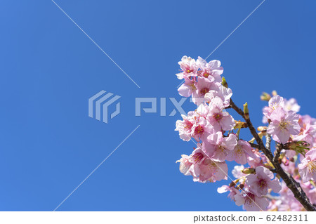 Flowers of Milky Way Flowers of Milky Way 62482311