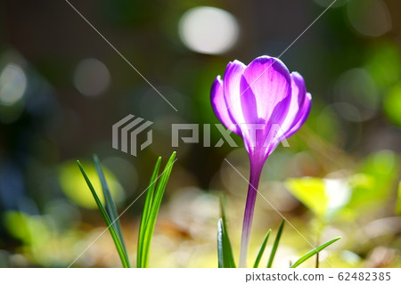 Crocus 2 62482385