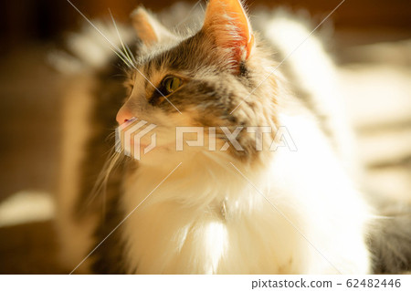 A cat staring at something in the afternoon sunshine [Norwegian Forest Cat] 62482446