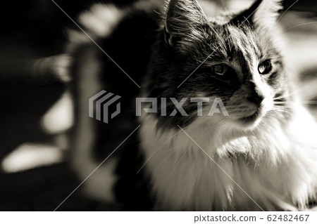 <Cat> Norwegian Forest Cat <Cat> Norwegian Forest Cat 62482467