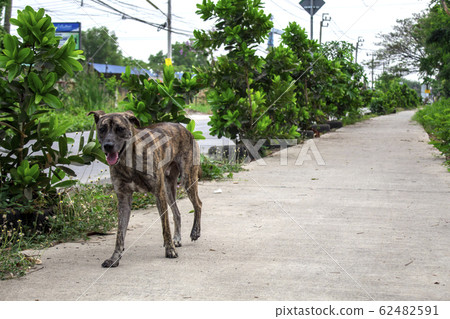 Vagrant dog on the street. 62482591