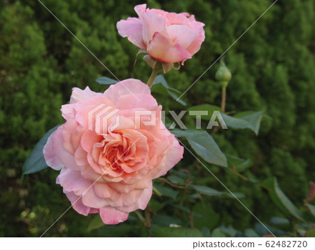 奧古斯塔·路易絲（Rose） 62482720