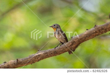 Red-throated Flycatcher (Ficedula albicilla) on Red-throated Flycatcher (Ficedula albicilla) on 62482826