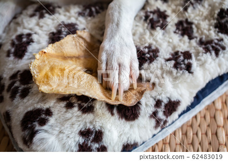 Jack russell terrier sitting on black and white cushion with Touching Ate Dog treats and Rawhide dog chews, close up shot 62483019