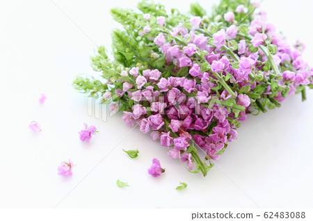 Kaho Shiso在白板上 62483088