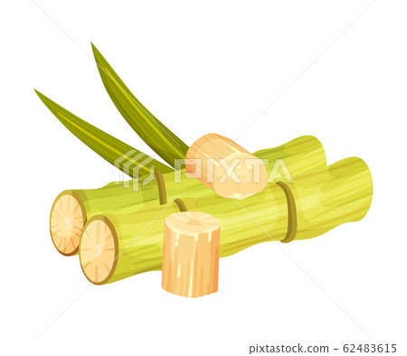 Cut and Bald Sugar Cane Stems Vector Illustration 62483615