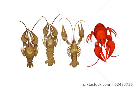 Lobsters with Thick Shell and Strong Chelate Limbs Vector Set Lobsters with Thick Shell and Strong Chelate Limbs Vector Set 62483736