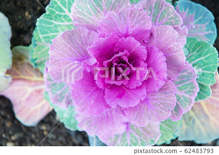 Decorative cabbage with violet leaves top view. 62483793