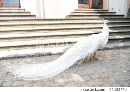 white peacocks are spread tail feathers 62483794