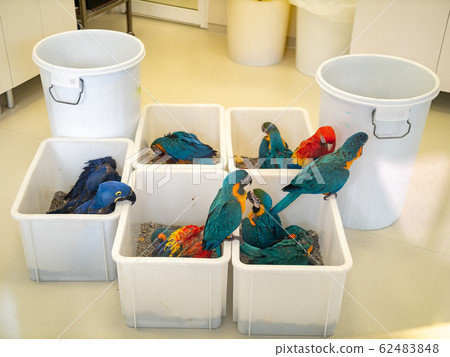 Colorful parrots sitting in plastic containers at veterinary hospital or rescue center 62483848
