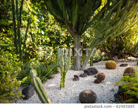 Beautiful image of lots of different cactuses growing on rocks at botanical garden 62483885