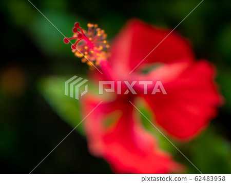Macro image of yellow pollen and red petals of hibiscus flower growing in jungle forest 62483958