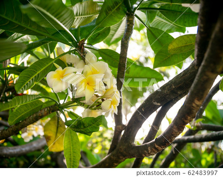 Closeup image of tropical Frangipani flower blossoming on tree at jungle forest Closeup image of tropical Frangipani flower blossoming on tree at jungle forest 62483997
