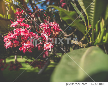 Toned image of red and pink flower blossoming in tropiucal jungle forest Toned image of red and pink flower blossoming in tropiucal jungle forest 62484000