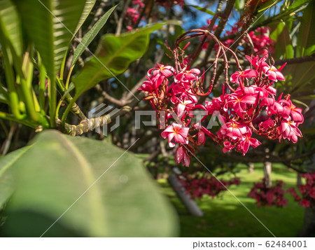 Macro image of beautiful pink and red flowers growing on tropical tree at rainforest Macro image of beautiful pink and red flowers growing on tropical tree at rainforest 62484001