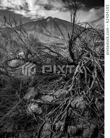 Black and white image of dry dead tree and arid rocky desert against big mountains Black and white image of dry dead tree and arid rocky desert against big mountains 62484103