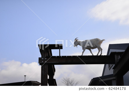 Goat walking Goat walking 62484178
