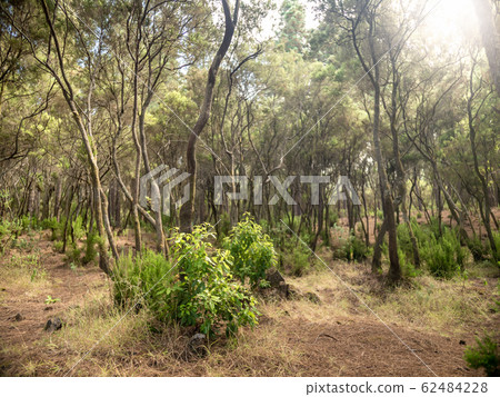 Image of curved trees in laurel forest at Tenerife island 62484228