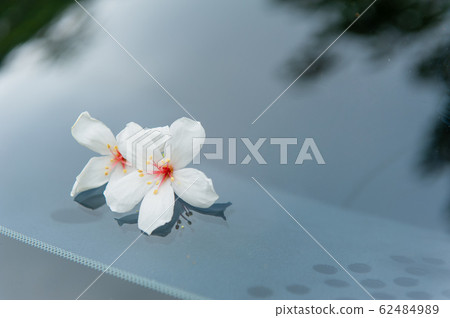 白油泡桐，五月下雪，客家泡桐季節，木油泡桐，台灣苗栗縣 62484989