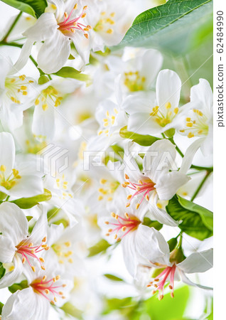 白油泡桐，五月下雪，客家泡桐季節，木油泡桐，台灣苗栗縣 62484990