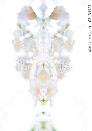 白油泡桐，五月下雪，客家泡桐季節，木油泡桐，台灣苗栗縣 62484991