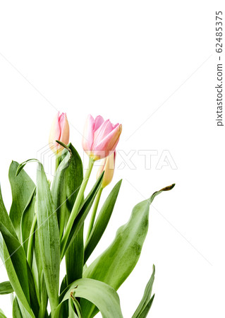 Beautiful bouquet tulips on white background 62485375