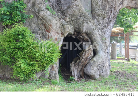 "Large zelkova in Higashine" in Yamagata Prefecture 62485415