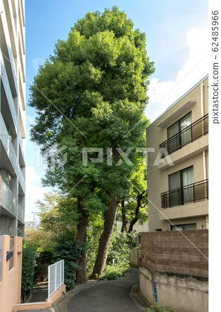 Shinagawa Ward Preserved Tree 62485966