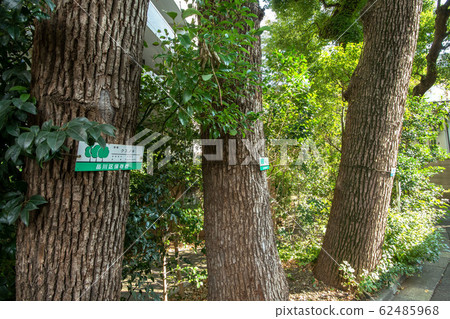 品川區保存樹 62485968