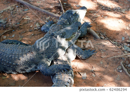 crocodile with family in zoo crocodile with family in zoo 62486294