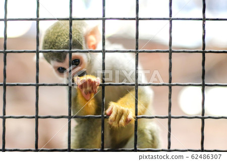 small yellow leg monkey on tree in zoo cage 62486307