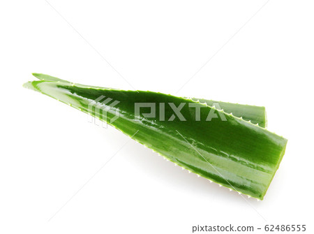 Aloe vera plant isolated on white background Aloe vera plant isolated on white background 62486555