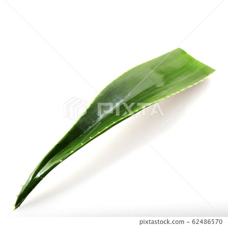Aloe vera plant isolated on white background 62486570