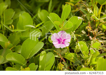 Purple flower between green leaves 62487313