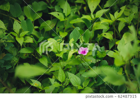 Purple flower between green leaves 62487315