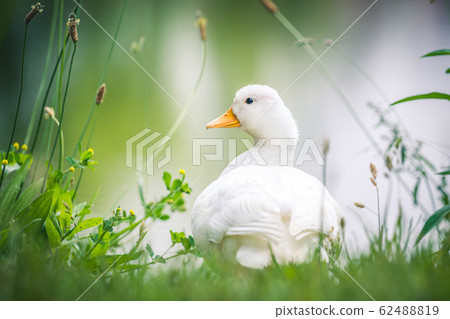 Domestic young goose resting on fresh grass, water in the background. 62488819