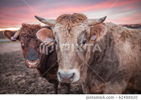 Happy cow or a bull on a muddy meadow during sunset in winter. Close up photo of cow head. 62488820