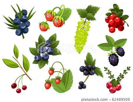 Set of hand drawn branchs currant, grapes, blueberry, strawberry, cherry, bramble, cranberry, berries with leaves. Fresh summer berries. Fruit botany cartoon vector illustration. Fresh organic food 62489509