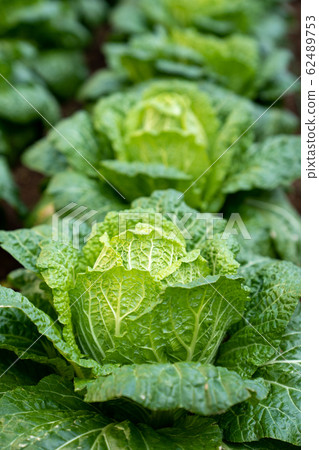 Winter, seasonal Chinese cabbage <Chiba / home vegetable garden January 2020> 62489753