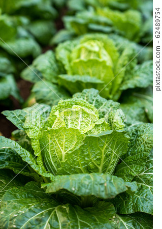 Winter, seasonal Chinese cabbage <Chiba / home vegetable garden January 2020> 62489754