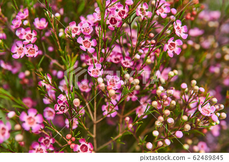 blooming chamelaucium bush with purple flowers blooming chamelaucium bush with purple flowers 62489845
