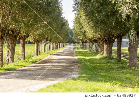 Pollard willows along the Menneweg in Sassenheim. 62489927